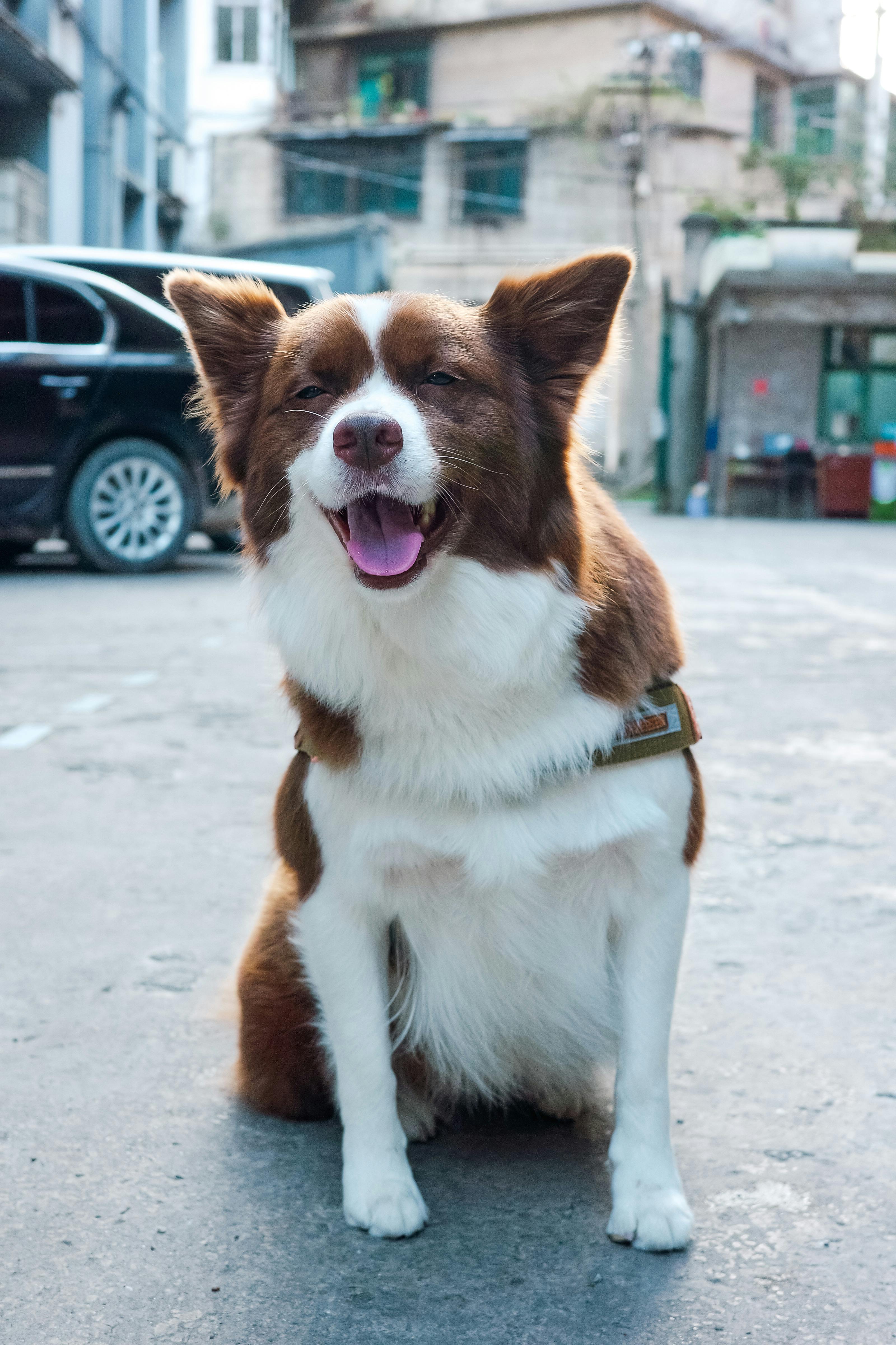 Pet Sitter's Home